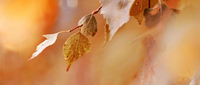 mariam31-autumn-5291453_1920